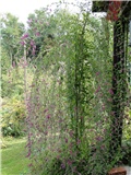 lespedeza
